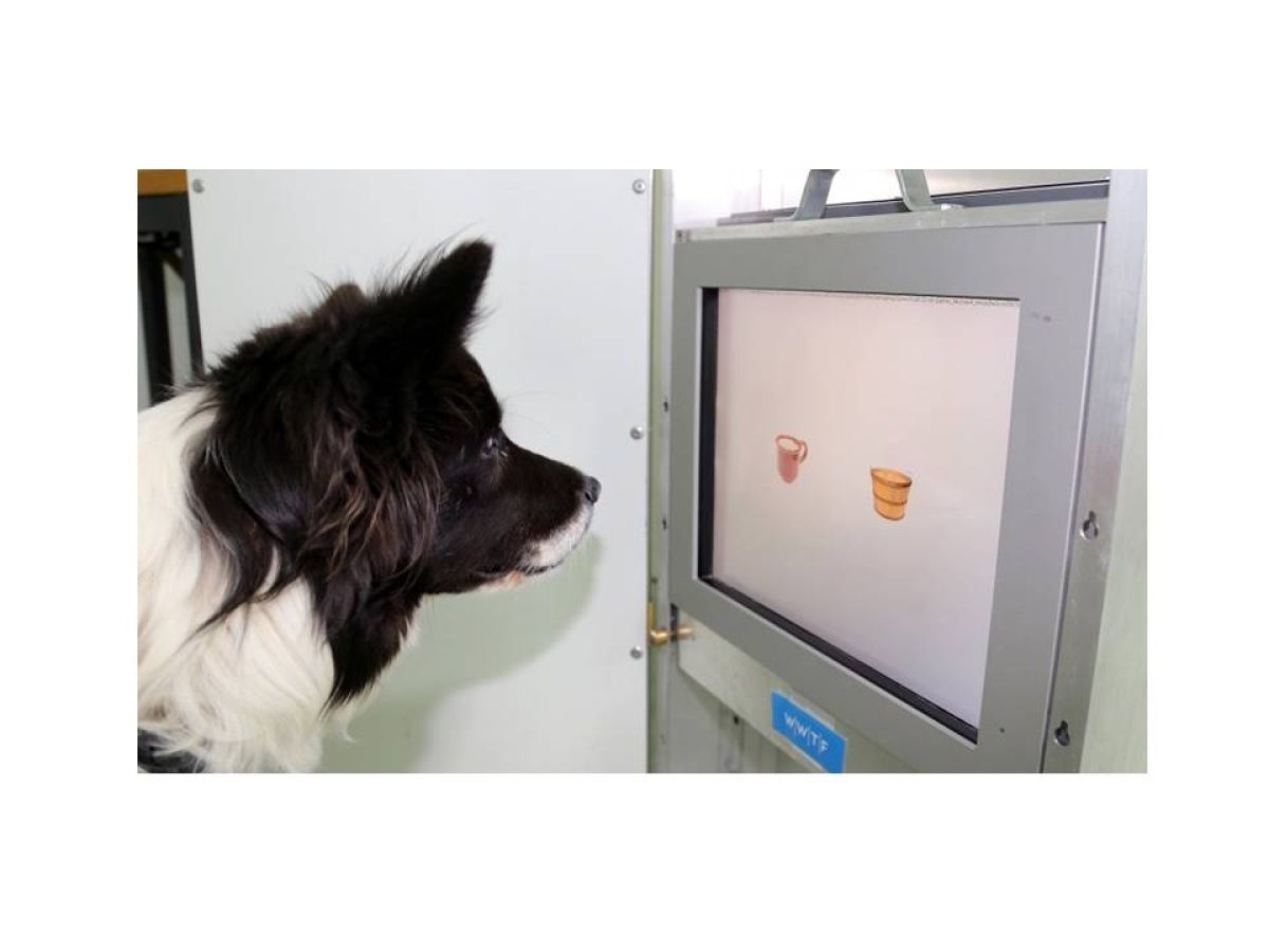 You Can Teach an Old Dog New Tricks | Psychology Today